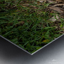 2024 Portfolio 19 Metal print