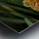 2024 Portfolio 20 Metal print