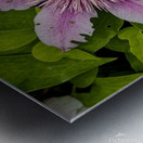 2024 Portfolio 49 Metal print