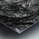 Botany Bay Tree Canopy in Black and White Metal print