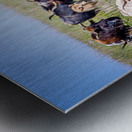 Till The Cows Come Home Metal print