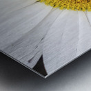 Bumble in the Middle - Maine Botanical Wall Art Metal print