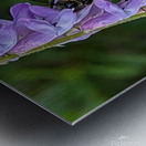 Nectar Dance - Maine Botanical Wall Art Metal print