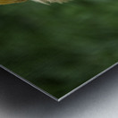 11315 A Real Cobra Chicken Metal print