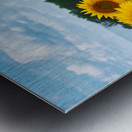 Amazing Sunflowers Metal print