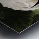 large rhino in the park 2 Metal print