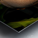 Birds nest fern Metal print