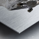 Single Large Rhinoceros Isolated on White Backgro Metal print