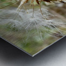 Dandelion Seeds Close Up Impressionistic Design   Metal print