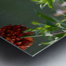 Hummingbird  Metal print