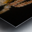 The Nocturnal Architect Metal print