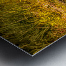 Tundra Swan Quizzical Face Metal print