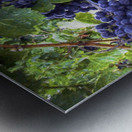 Grapes on the Vine Metal print