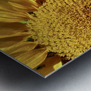 Sunflower ~ closeup Metal print
