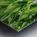 Lilly of the Valley  Metal print