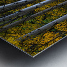 Roosevelt National Forest Wilderness Wonderland Metal print