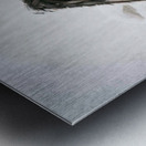 Plum Basket Metal print