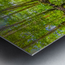 Costa Rica Mangrove Forest Metal print