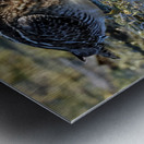 Wilsons Snipe 2 Metal print