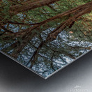 Cypress Path Metal print