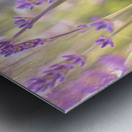 Lavender in Light Metal print