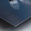 Widow Skimmer Dragonfly - Wings Like Stained Glass Metal print