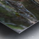 Curious Squirrel Metal print