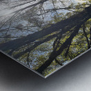 Forest Autumnal Sunlight in the Scottish Highlands Metal print