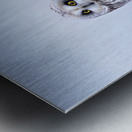 Barn owls Metal print