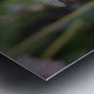 Dragonfly on a Coneflower utah United States Metal print