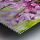 Lilacs Metal print