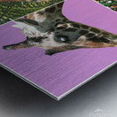 4 Giraffes  Metal print