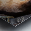 Horse with Pink Metal print