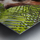 Giraffe with Palms Metal print