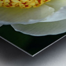 Classic White Peony Metal print