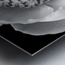 Classic White Peony Black And White Metal print