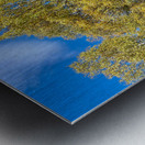 Golden Autumnal Birch Trees in the Scottish Highlands Metal print