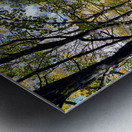 Autumn Arrives in the Forest of the Scottish Highlands Metal print