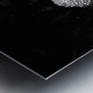 Scenes from the Trail- Fly Agaric in Black and White Metal print