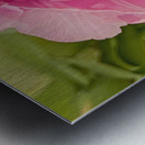 Pink Double Tulip Metal print