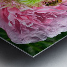 Poppy Peony with Bee Metal print