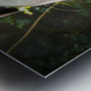 Giant panda bear in China Metal print