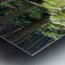 Scenes from the Trail - Sunlight Forest Trail  Metal print