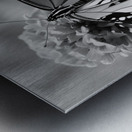 Beautiful Butterfly Resting on Red Flower B&W Metal print