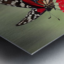 Resting Butterfly on Red Flower Metal print
