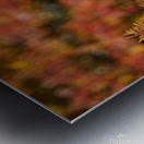 Kingfisher in Autumn Bokeh Metal print