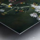 Beautiful American Lady on Aster Metal print
