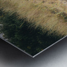 Buried Sand Fencing Metal print