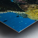 spotted porcupinefish Metal print