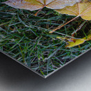 Hoar Frost in the Grass Metal print